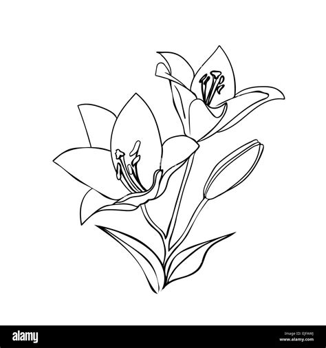 Lily Silhouette Hi Res Stock Photography And Images Alamy