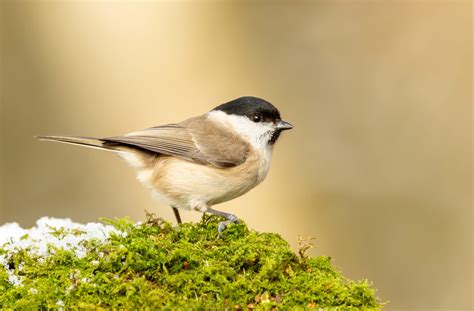 How To Tell A Blue Tit From Great Tits Coal Tits And The Rest Of