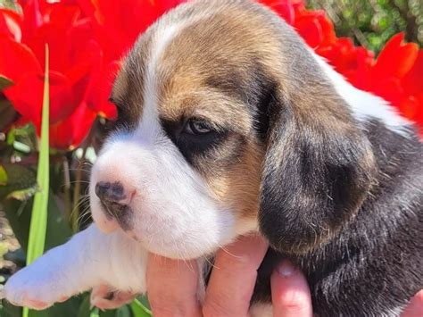 Chiots Beagle LOF à vendre Petite Annonce chien