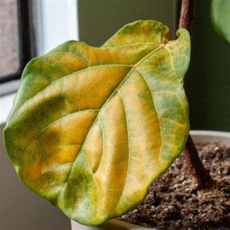 Fiddle Leaf Fig Care Prevent Leaf Loss And Enhance Health Plantology Usa