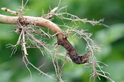 What Are Root Rot Symptoms Causes Treatment And Prevention