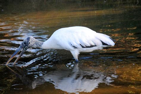 Field Notes and Photos: Wood Storks: Everglades Indicator Species