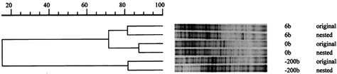 Upgma Cluster Analysis Of Dgge Pro Fi Les 40 To 70 Denaturant Download Scientific Diagram