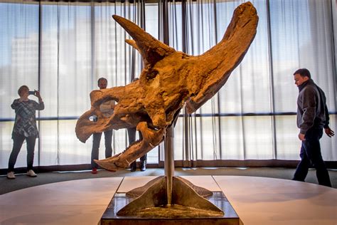 Louisiana Art & Science Museum welcomes a massive new resident - [225]