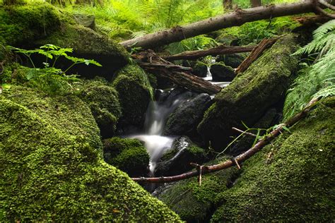 Free Images Tree Nature Waterfall Branch River Stone Stream Green Jungle Long