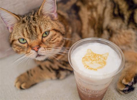 可愛いネコたちと癒しの時間を過ごせる猫カフェ「cat Café Moff」広島と愛知に初店舗をオープン Cat Press（キャットプレス）