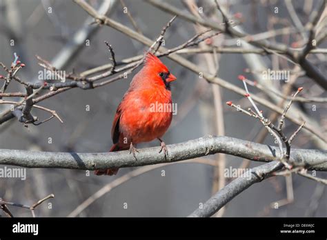 Northern Cardinal male Stock Photo - Alamy