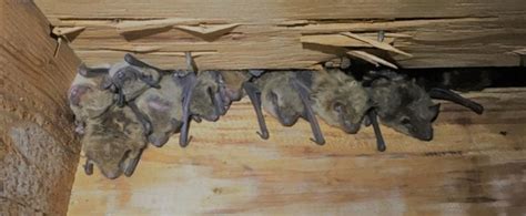 Bats in your attic? | Critter Control of the Triad