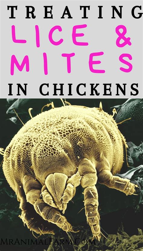 Chicken Mites Chicken Lice How To Identify Treat