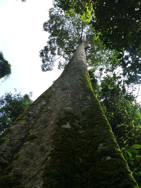 All Over The Place Sumatra Harapan The Forest