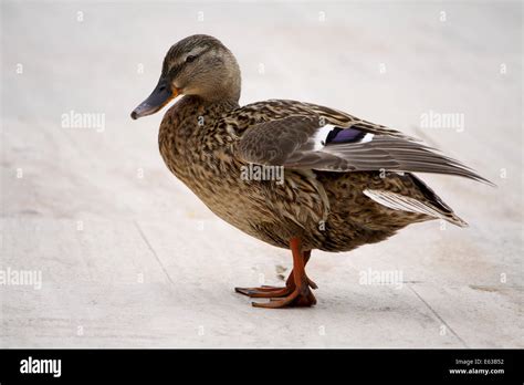 Pacific Black Duck Female Stock Photo Alamy