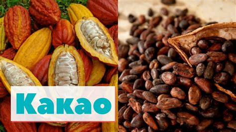 Какао | Как это сделано | Cacao - YouTube