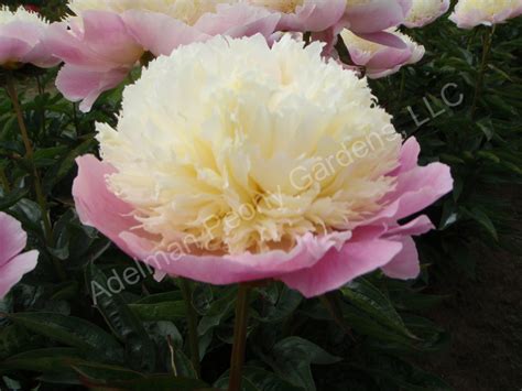 The Touch Of Class Peony Adelman Peony Gardens