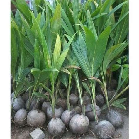 Jual C4Ri Bibit Tanaman Buah Kelapa Kopyor 50Cm Di Seller Tanisubur02