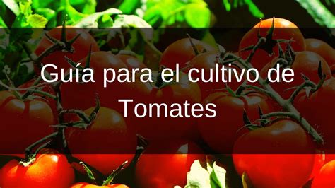 Tomateras Con Hojas Amarillas Que Le Pasa Y Como Lo Soluciono