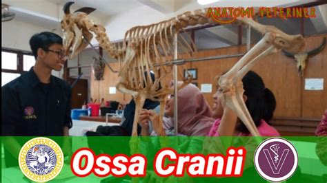 Tutor Anatomi Veteriner Ossa Cranii Pada Ruminansia Dan Kuda Fkh Unair