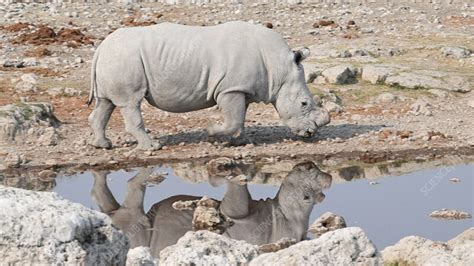 Dehorned White Rhino Stock Video Clip K012 4970 Science Photo Library