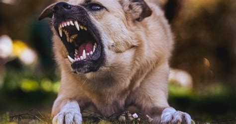 Bimbo Di Anni Lotta Tra La Vita E La Morte Aggredito Da Un Cane