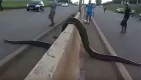 Giant Anaconda Halts Busy Road In Brazil Video Goes Viral Viral News