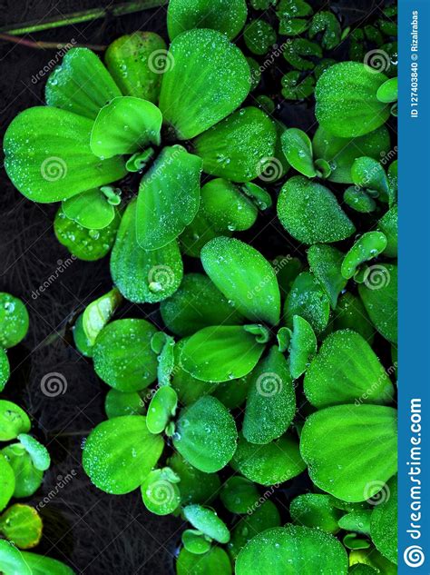 Pistia Stratiotes Is A Water Plant Stock Photo Image Of Garden Green