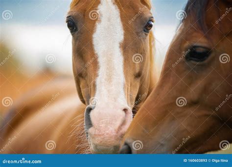 The Two Arabian Horse Heads Closeup Outdoors Stock Image Image Of
