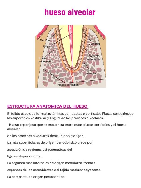 Hueso Alveolar Pdf