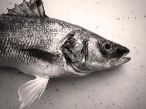 lavrak | Better Know a Fish!