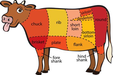 Draw And Label The External Parts Of A Cattle Draw Easy