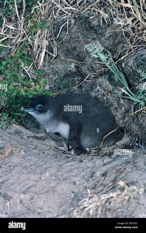 Fairy Penguin Eudyptula Minor Young At Burrow Entrance Photographed In