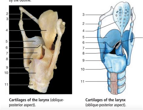 160 Cartilages Of Larynx Diagram Quizlet