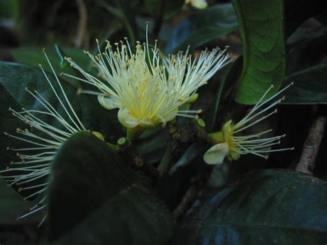 Syzygium Plant7 Myrtaceae Image 29410 At PhytoImages Siu Edu