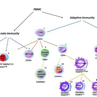 Schematic Overview Of Analysed Immune Cells With Their Specific