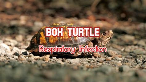 Box Turtle Respiratory Infection: Symptoms, Treatment & Prevention