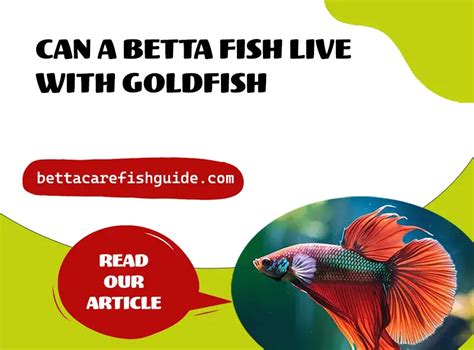 Can A Betta Fish Live With Goldfish