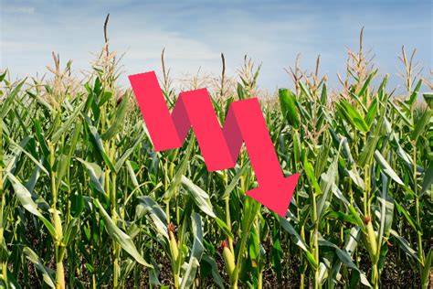 Corn Prices in Ukraine Remain Under Pressure From Falling Trend All ...
