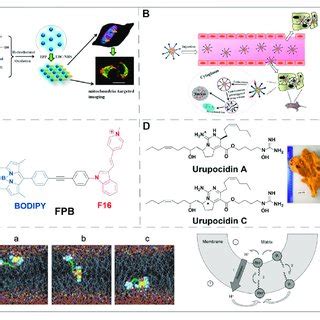 Examples Of Mitochondria Targeting Small Molecules Applications A