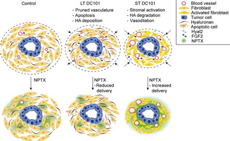 St Dc Induced No Synthesis And Ha Degradation Improve Chemotherapy