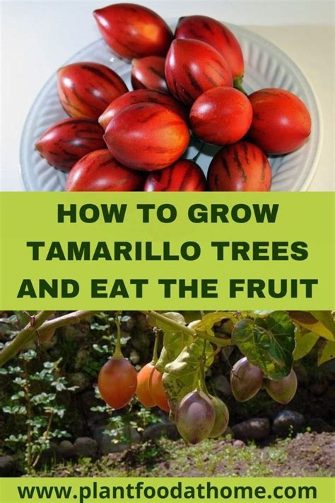 Tree Tomato How To Grow Tamarillo Trees And Eat The Fruit Tomato