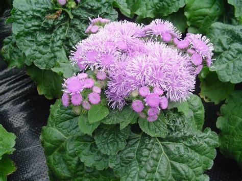 Agerato Celestino Ageratum Houstonianum Piante Annuali Ageratum