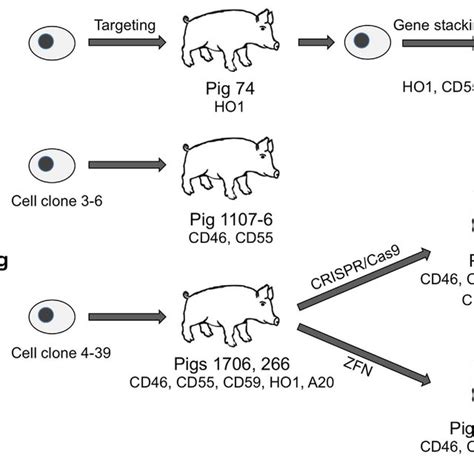 Genetic modification schemes. | Download Scientific Diagram