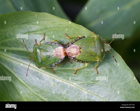 Shield Bugs Mating Hi Res Stock Photography And Images Alamy