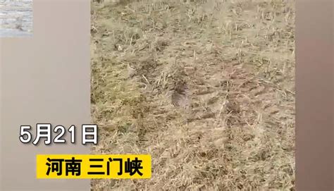 “这还有天理吗”7亩菜籽一夜之间被偷精光农户坐地里大哭