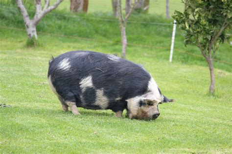 Pig Farm Nz Free Image Download