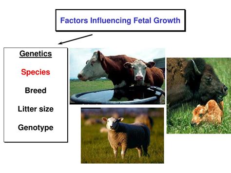 Lecture 20 Pregnancy And Fetal Development Ppt Download