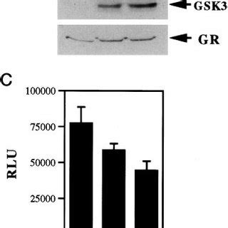 Phosphorylation Of The Rat Gr By Gsk In Vitro A Schematic