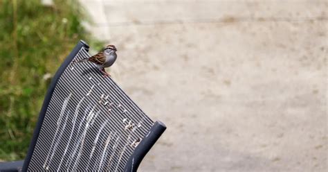 Quick Ways For Cleaning Bird Droppings Off Patio Furniture