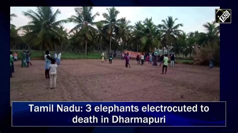 Tn Three Elephants Electrocuted In Dharmapuri In Tragic Incident