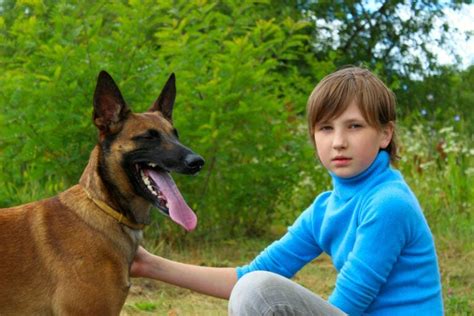 13 Belgian Malinois Pros and Cons: Traits & Characteristics | Pet Keen