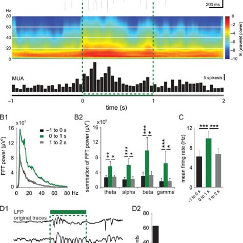 Optogenetic Inactivation Of Pv Interneurons Causes Amplitude And Broad