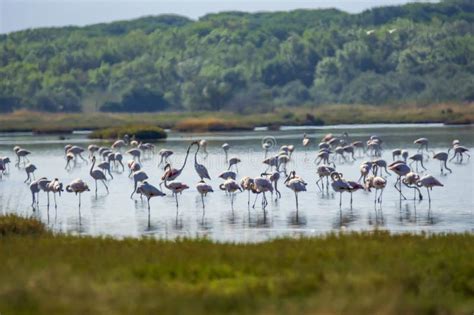 Della Pescaia Reserva Natural De Castiglione Del Maremma De Italia